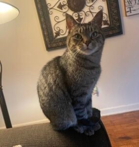 Why Cats Can Bring You Closer To God