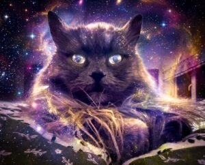 Seven Days, Seven Billion Years & Your Cat