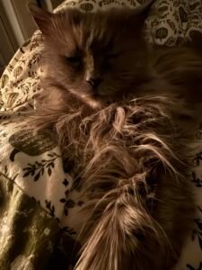 I love people that love cats